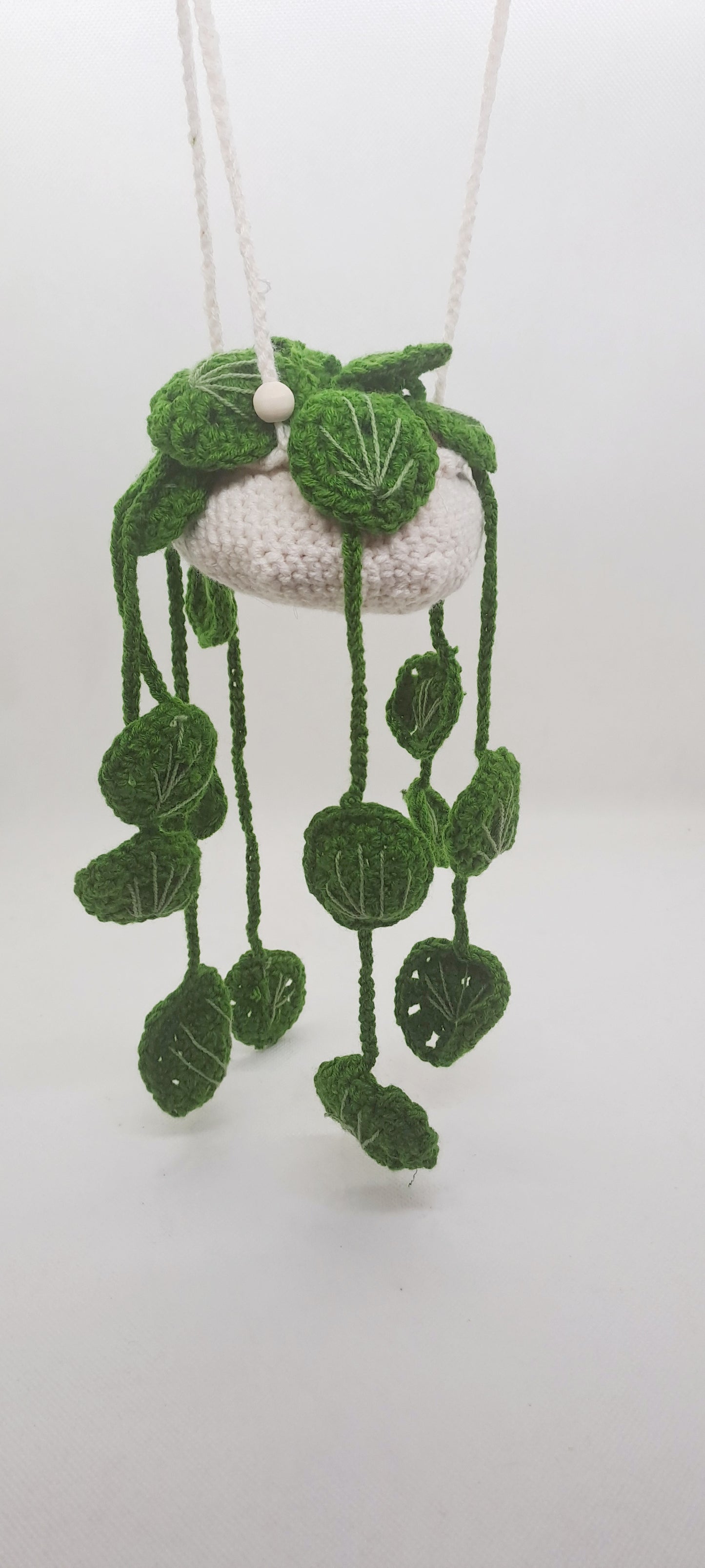 Hängepflanze Pilea