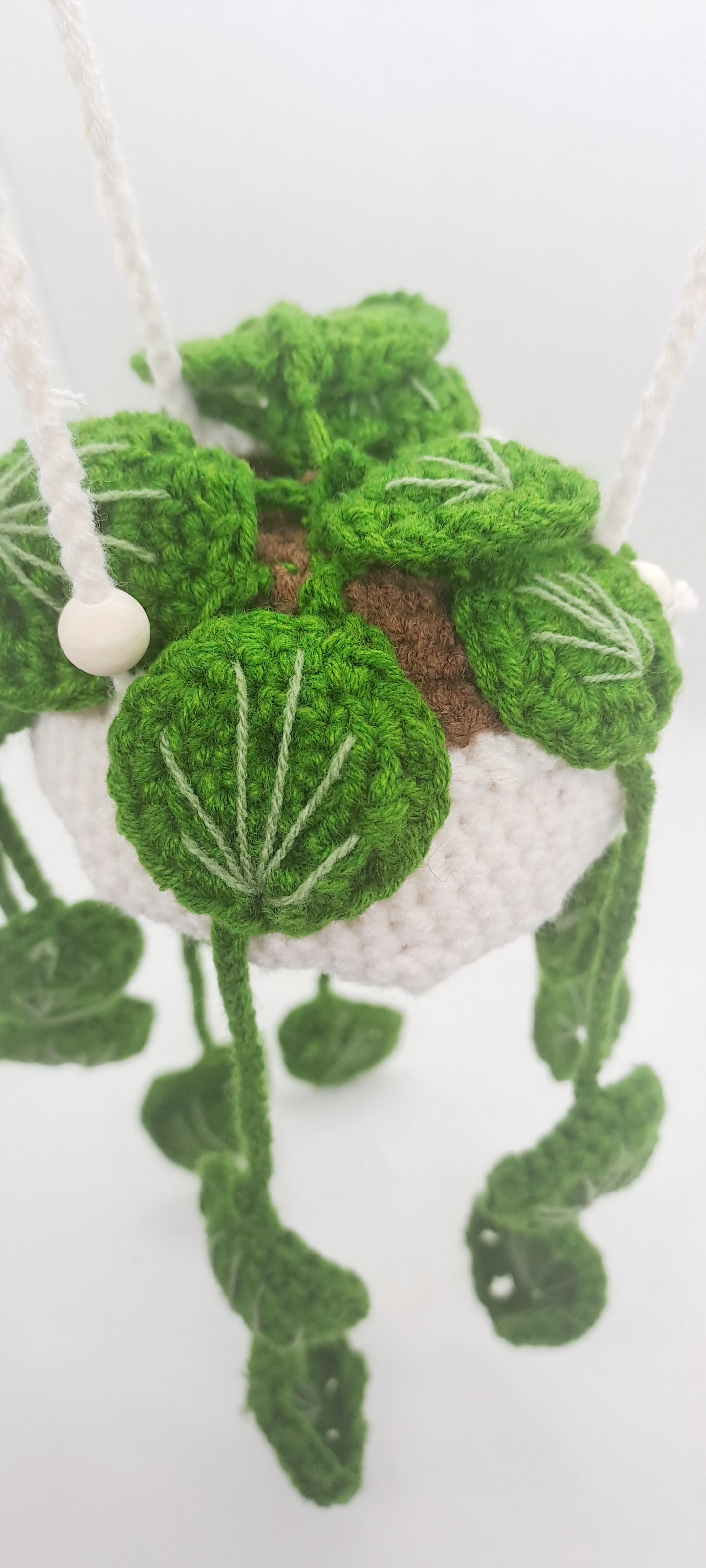 Hängepflanze Pilea