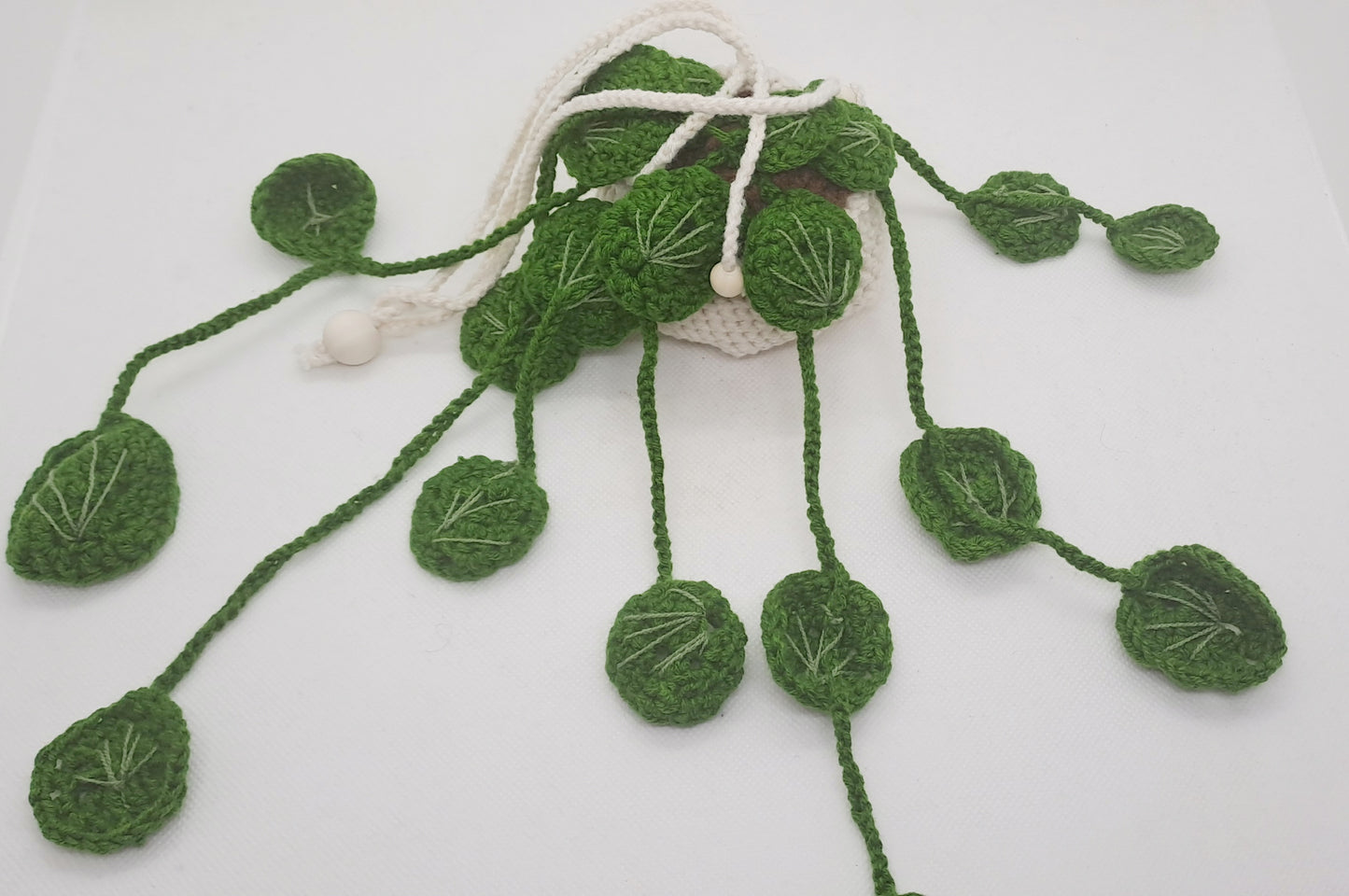Hängepflanze Pilea