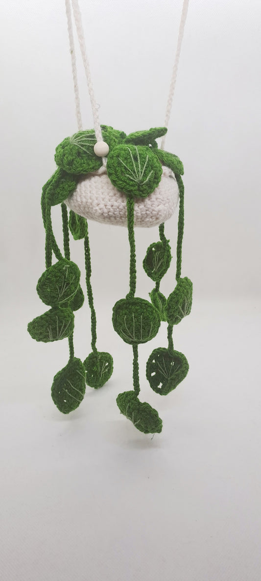 Hängepflanze Pilea